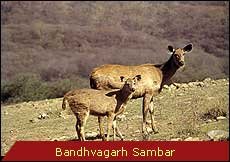 Travel Monitor India