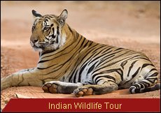 Travel Monitor India